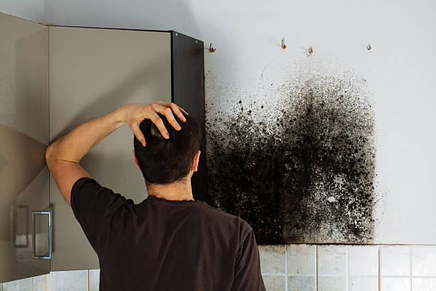 Best Kitchen Mold Remediation in Ormond Beach, FL